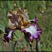 Iris Hinduh Magic (3)