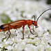 Rhagonycha fulva (Common Red Soldier Beetle).