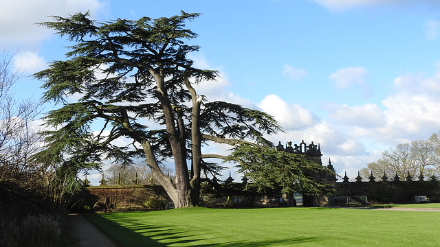 Stunning tree