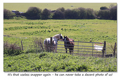 Horses near Chyngton Farm - Seaford - 20.4.2016