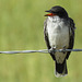 Eastern Kingbird juvenile / Tyrannus tyrannus