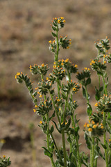 Fiddleneck