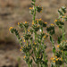 Fiddleneck