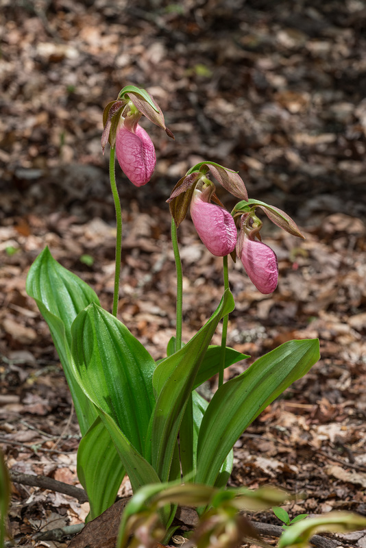 Cypripedium acaule (Pink Lady's-slipper orchid)