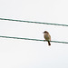 Whitethroat