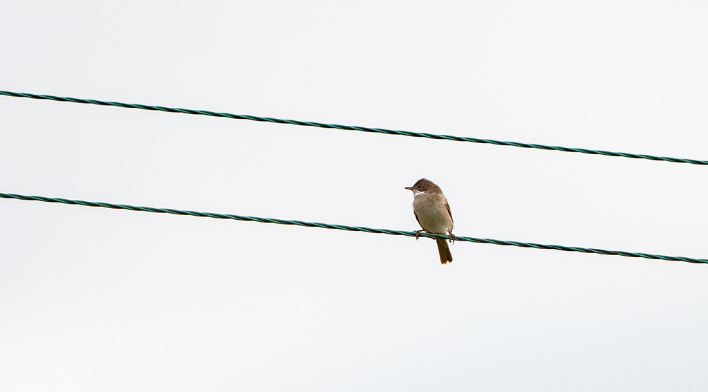 Whitethroat