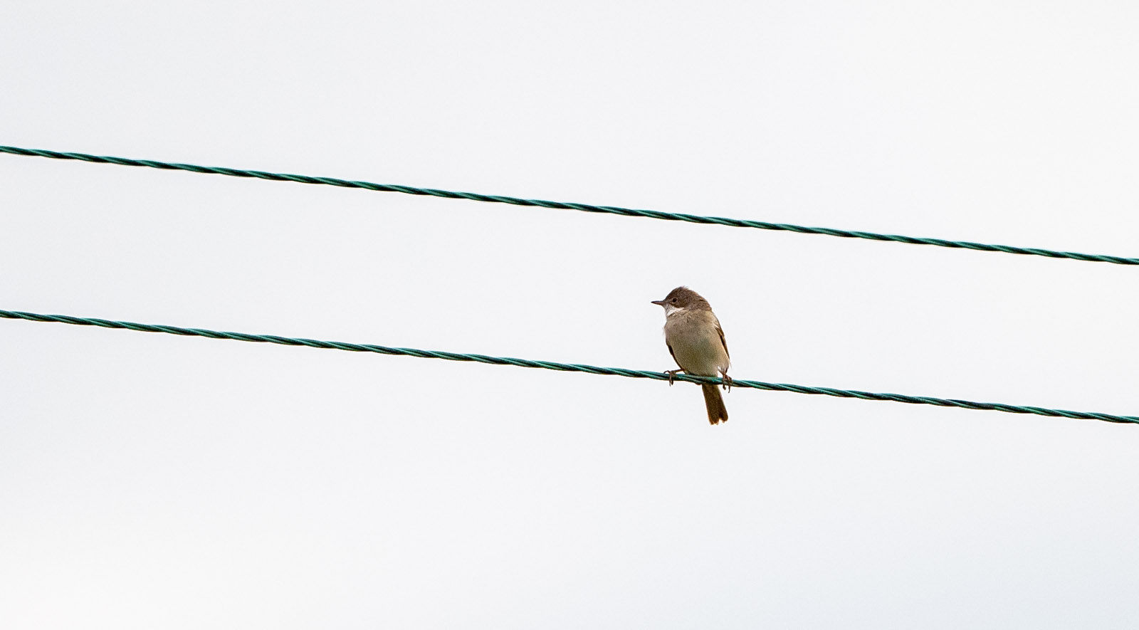 Whitethroat