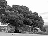 Sydney Observatorium, old tree