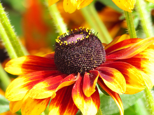 Rudbeckia