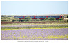 Gatwick Express 387 class train passing the former Tide Mills halt - 5 8 2024