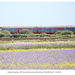 Gatwick Express 387 class train passing the former Tide Mills halt - 5 8 2024