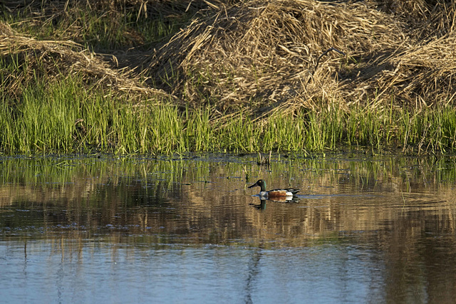 shoveler on slough