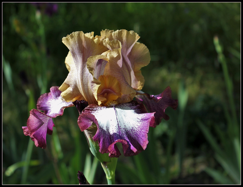 Iris Hinduh Magic (4)