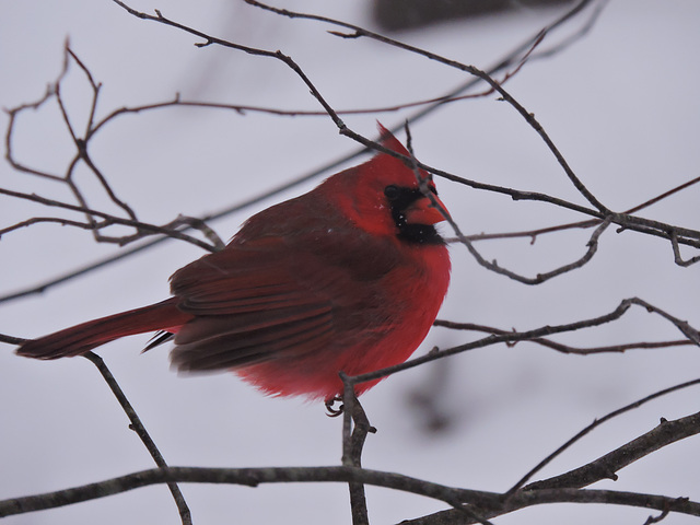 Northern Cardinal