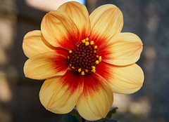 Splash of Colour Splash of Colour