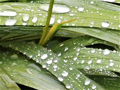 Raindrops on my mombretia leaves