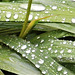 Raindrops on my mombretia leaves