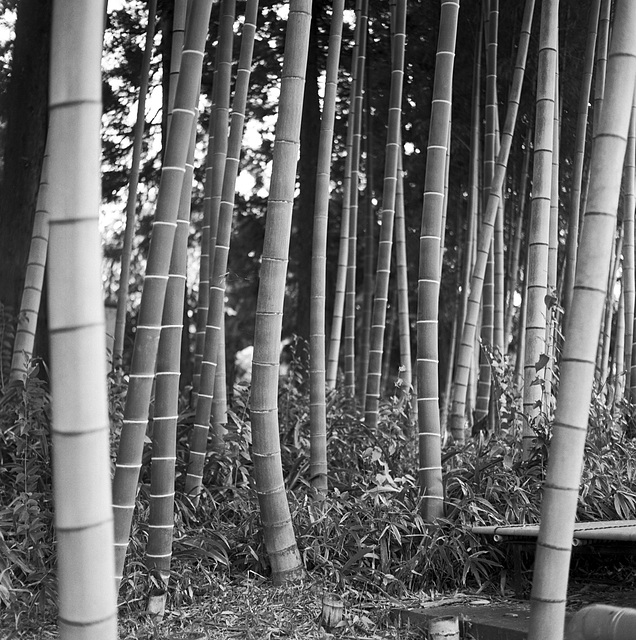 Bamboo bush