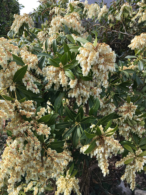 Pieris japonica