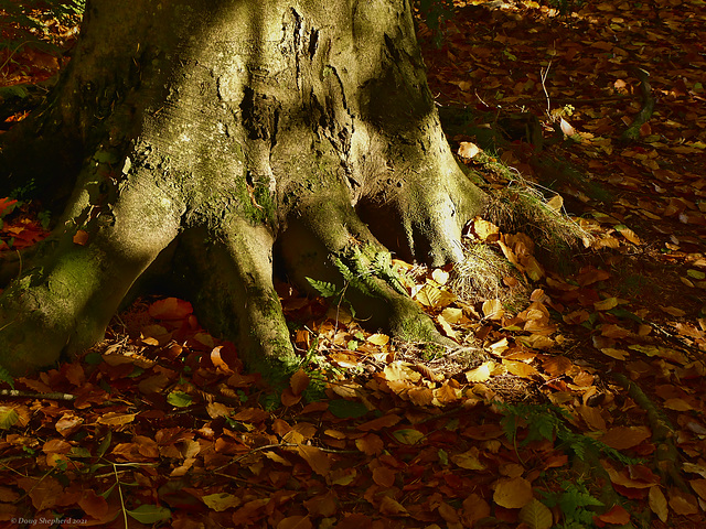 Roots in the spotlight