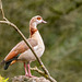 Egyptian goose