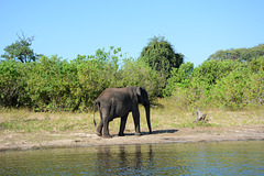 Botswana, The Elephant is on His Own Road Again in the Chobe National Park