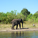 Botswana, The Elephant is on His Own Road Again in the Chobe National Park