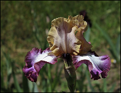 Iris Hinduh Magic (5) Iris Hinduh Magic (5)