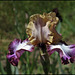 Iris Hinduh Magic (5)