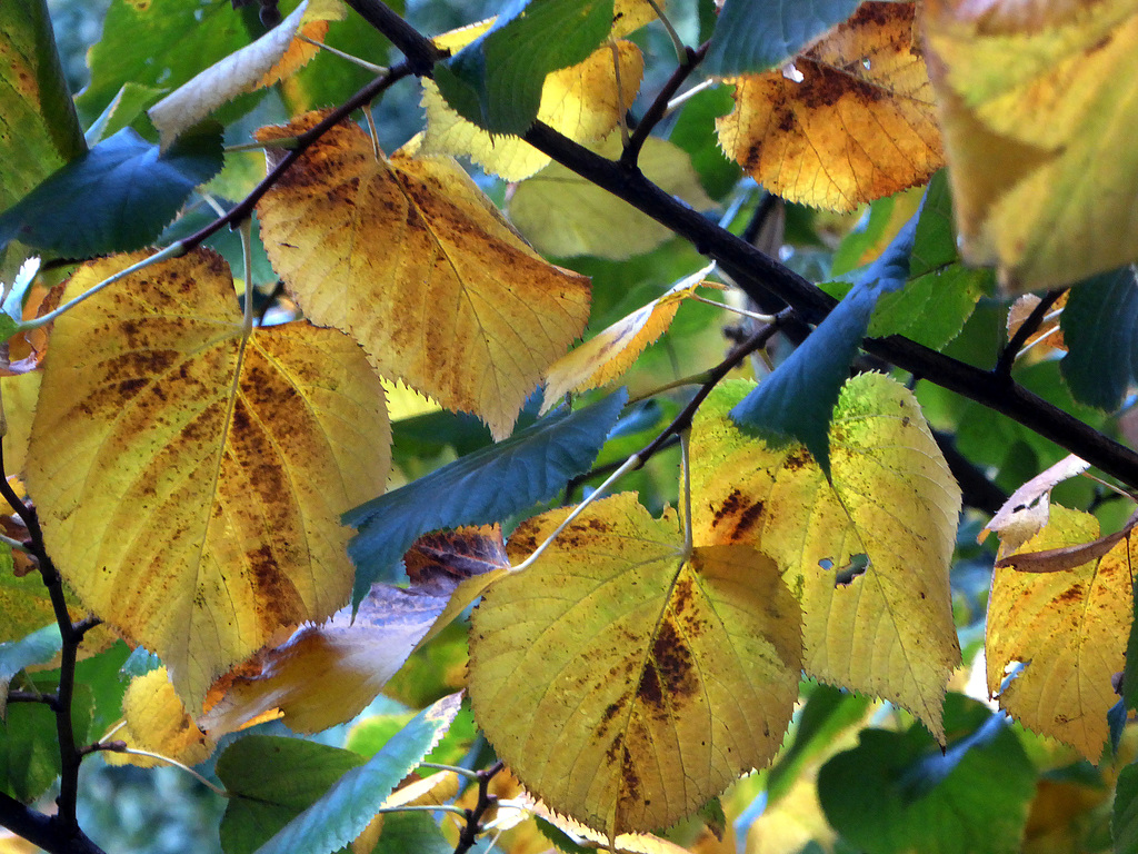 i colori del primo autunno