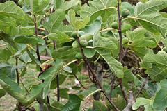 transplanted fig tree