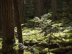 Wanderung am Mt. Robson