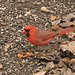 Northern Cardinal