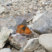 Sagebrush Checkerspot