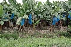 Banana plantation