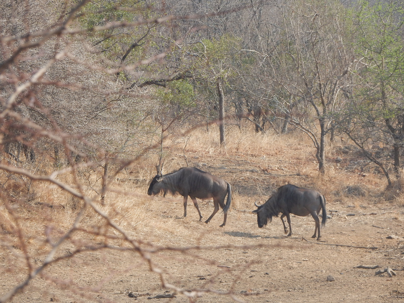 wildebeest