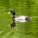 Tufted duck