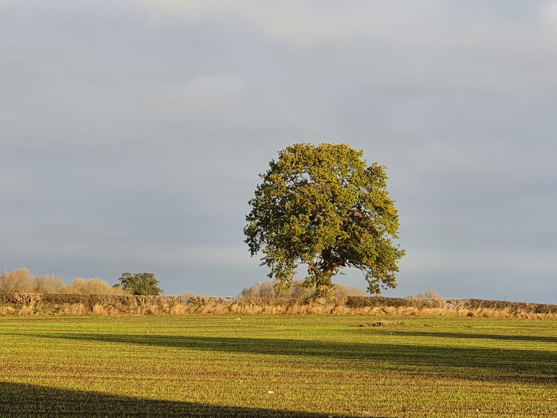 Autumn sun on the tree