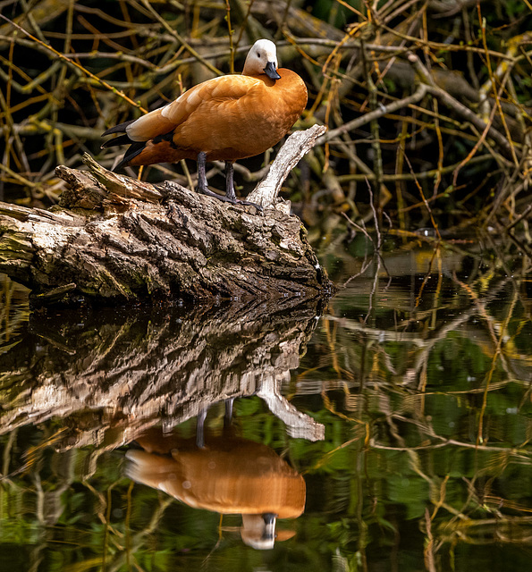 Ruddyshelduck