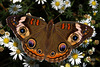 Common Buckeye Butterfly