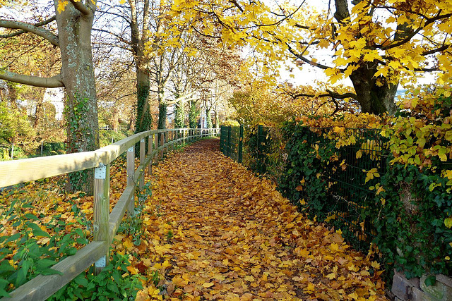 Autumn Trail