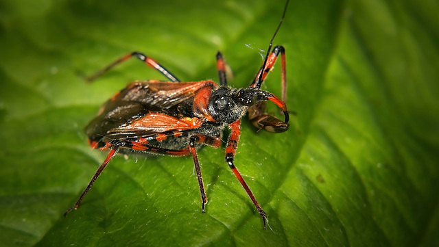 Die Rote Mordwanze (Rhynocoris iracundus)  kann für Jeden schmerzhaft sein :)) The red assassin bug (Rhynocoris iracundus) can be painful for everyone :))  La punaise rouge assassin (Rhynocoris iracun