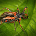 Die Rote Mordwanze (Rhynocoris iracundus)  kann für Jeden schmerzhaft sein :)) The red assassin bug (Rhynocoris iracundus) can be painful for everyone :))  La punaise rouge assassin (Rhynocoris iracundus) peut être douloureuse pour tout le monde :))