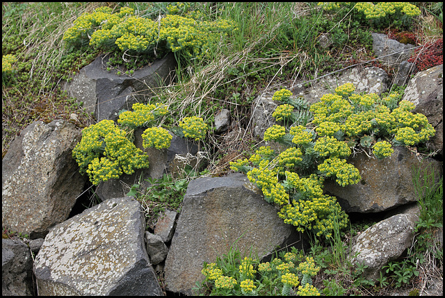 Euphorbia myrsinites 2
