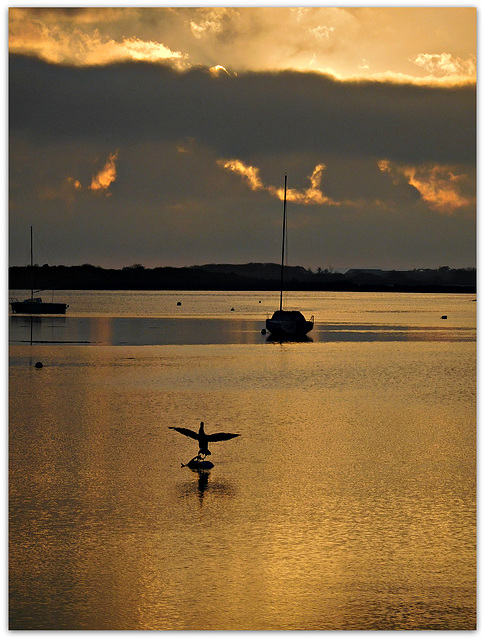 le cormoran sèche ses ailes