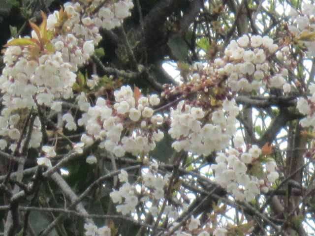 More of the cherry blossom