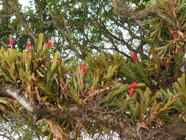 DSCN1183 - Aechmea nudicaulis, Bromeliaceae, sobre Figueira-mata-pau