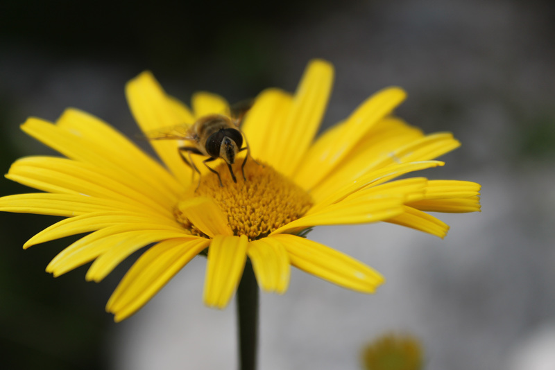 Flower Bee