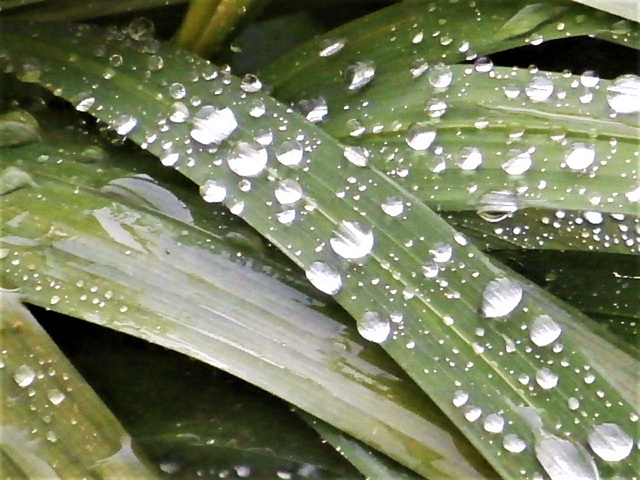 More raindrops on my mombretia