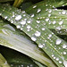 More raindrops on my mombretia